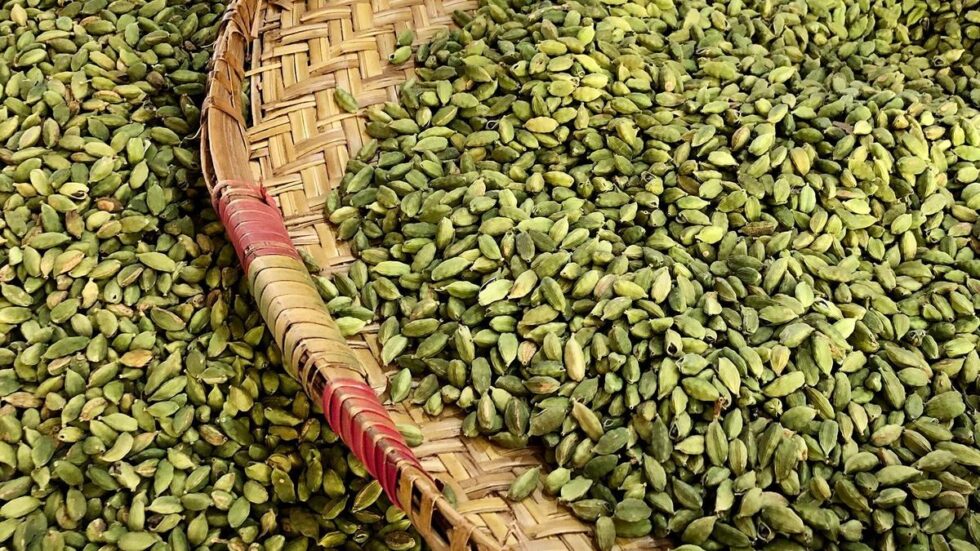 As season ends, cardamom prices show a fall