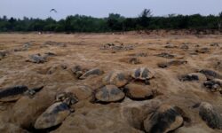 Olive Ridley turtle population growing ‘steadily’: Report