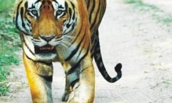 Lone tiger at Tyavarekoppa safari dies