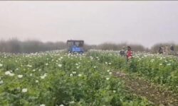 After Manipur, Assam destroys poppy plantations