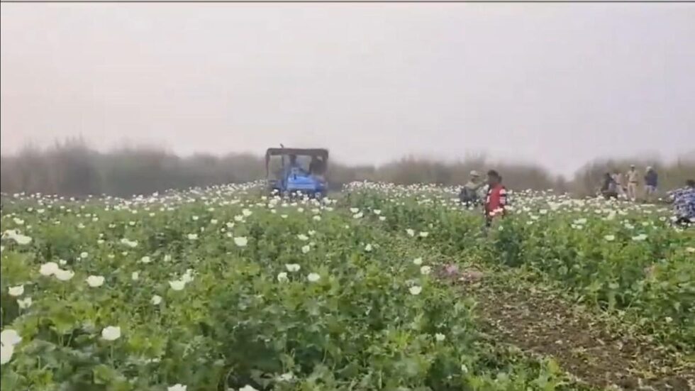 After Manipur, Assam destroys poppy plantations