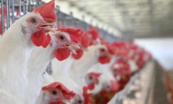 Lab reports confirm bird flu at Deeplanagar in Andhra Pradesh’s NTR district