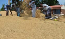 Farmers complain of corruption at direct purchase centres