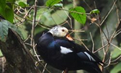 Rare White-Winged Ducks Spotted In Assam’s Dehing Patkai National Park