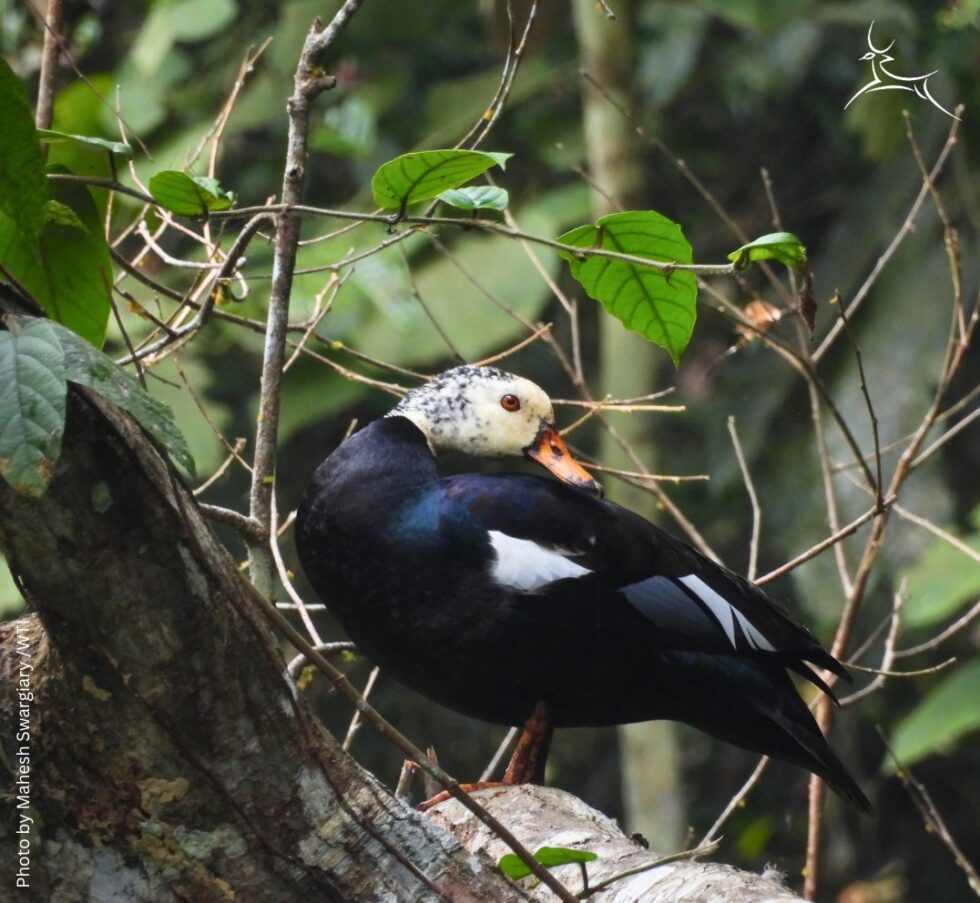 Rare White-Winged Ducks Spotted In Assam’s Dehing Patkai National Park