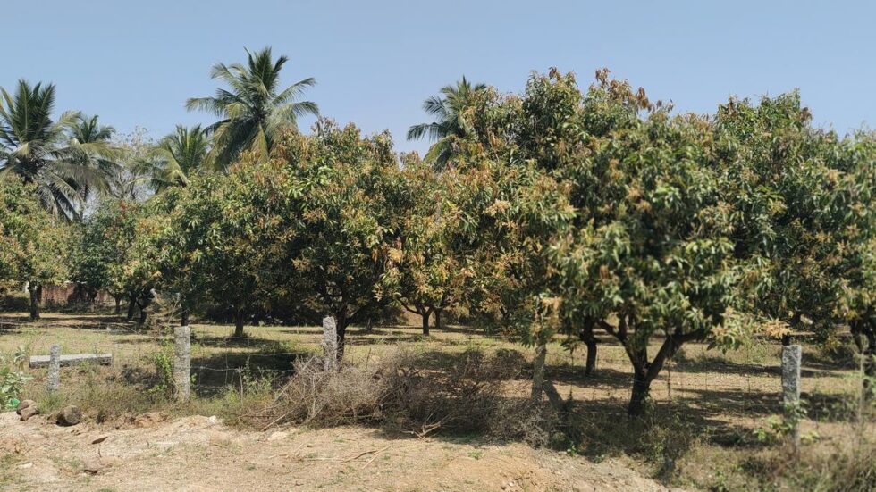 Ripe time for Mango Board