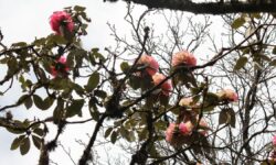 Red flag over rhododendron tree in Nagaland valley