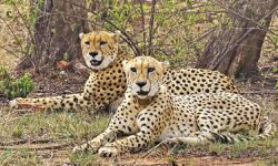 Neither ecologically sustainable nor ethical, says study over translocation of African cheetahs to India