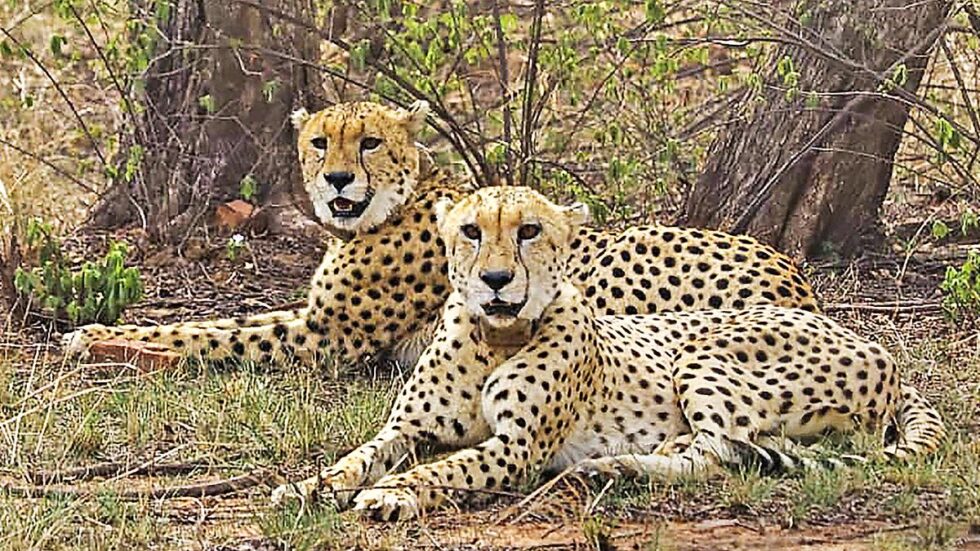 Neither ecologically sustainable nor ethical, says study over translocation of African cheetahs to India