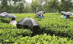 Tea producers demand minimum sustainable price and 100% auction