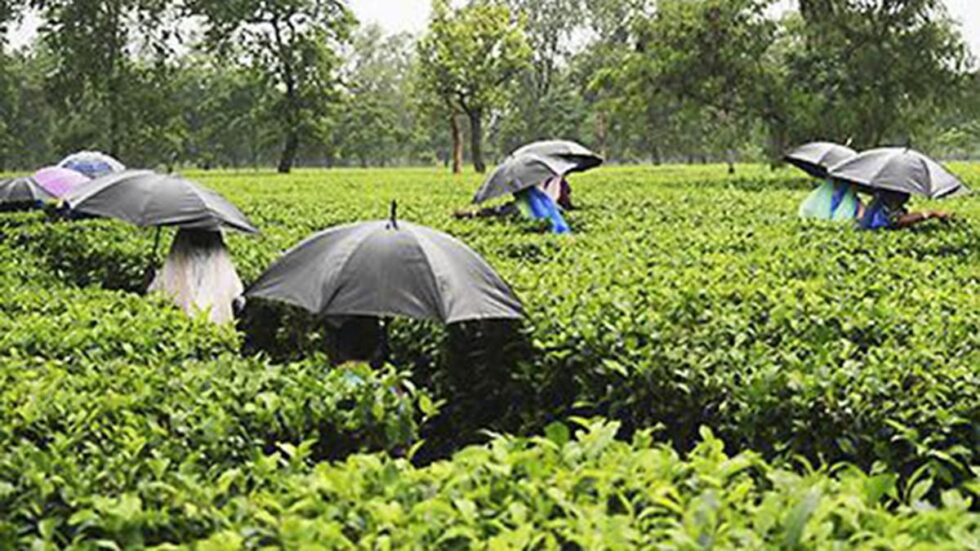 Tea producers demand minimum sustainable price and 100% auction