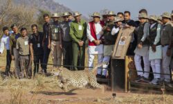 Madhya Pradesh CM releases five more cheetahs into the wild in Kuno