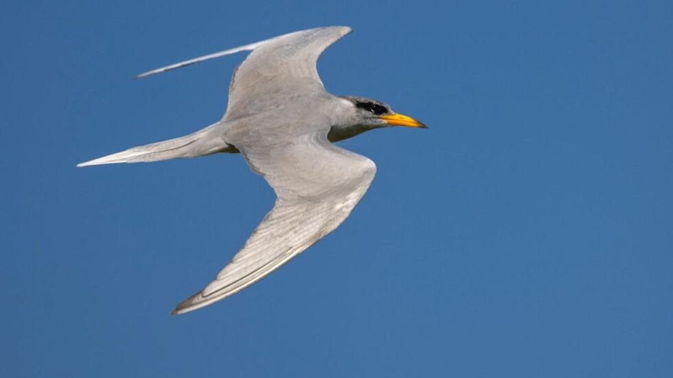 Two Kaziranga wetlands yield more birds than many Ramsar sites in India