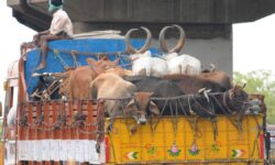 Madras High Court lays down guidelines for transportation of cattle in humane manner