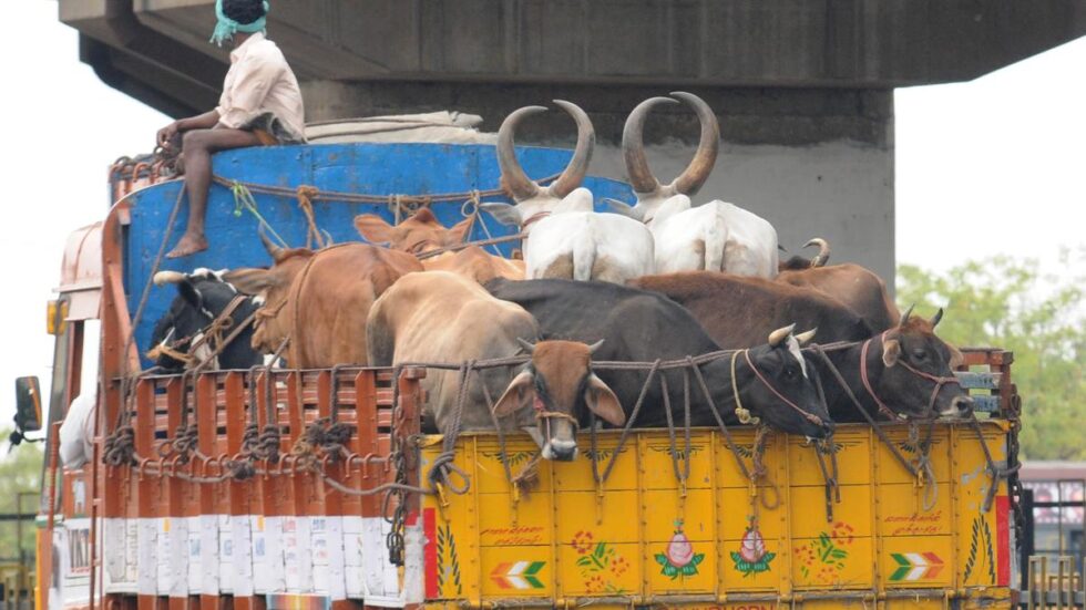 Madras High Court lays down guidelines for transportation of cattle in humane manner