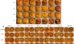 Researchers achieve a huge breakthrough in preserving mandarins