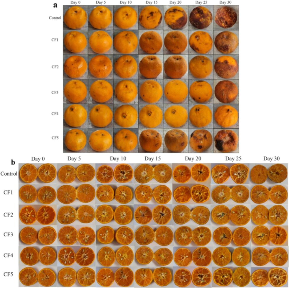 Researchers achieve a huge breakthrough in preserving mandarins