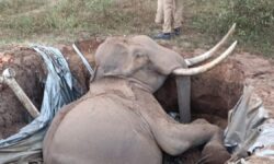 Wild tusker, known as Kasera Komban, found dead in abandoned septic tank in Kerala’s Malappuram