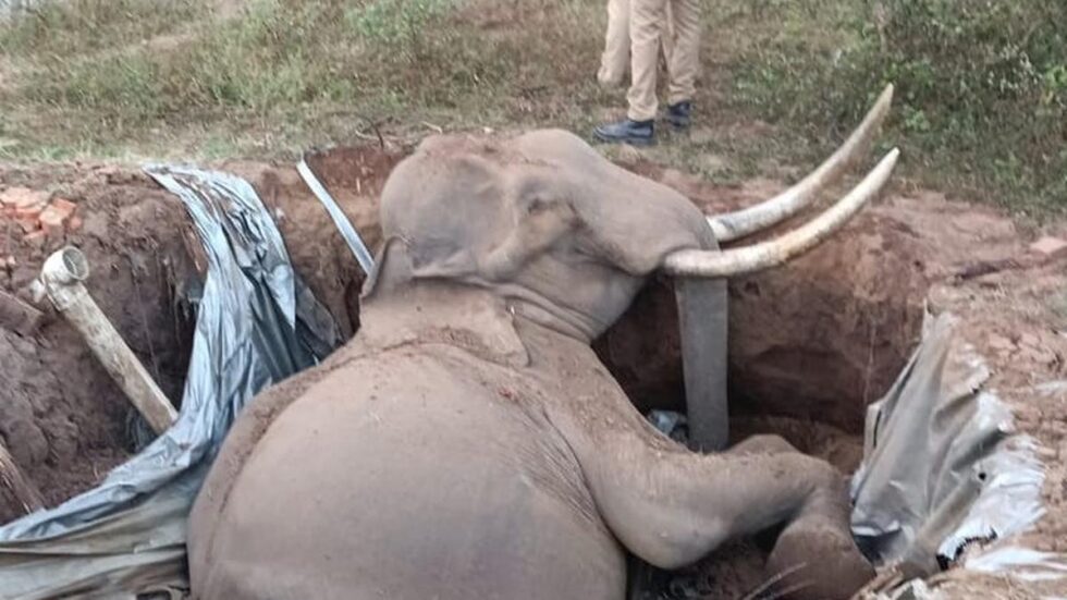 Wild tusker, known as Kasera Komban, found dead in abandoned septic tank in Kerala’s Malappuram