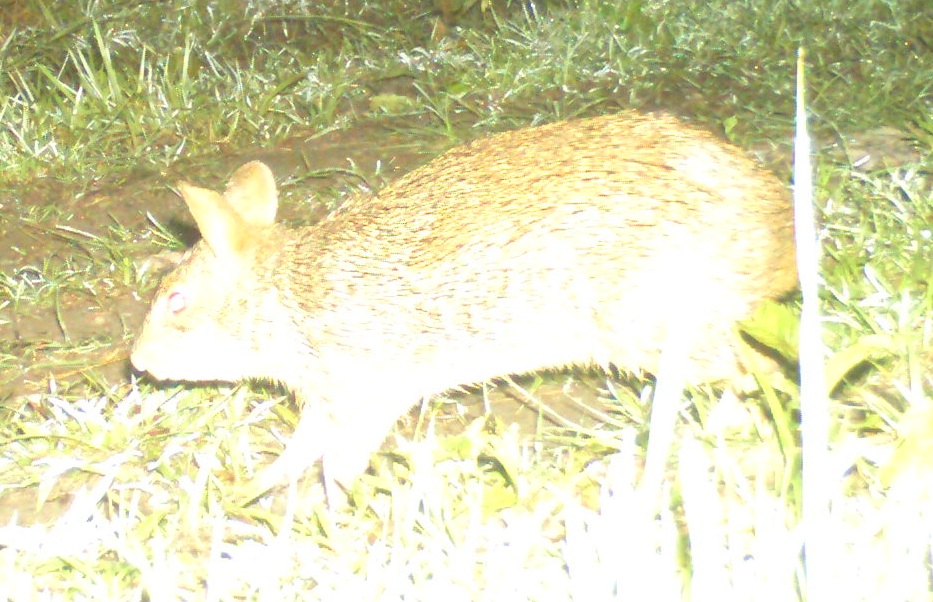 Endangered Hispid Hare faces habitat crisis in India’s Terai region