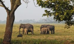 Assam Unveils Comprehensive Plan To Tackle Human-Wildlife Conflict