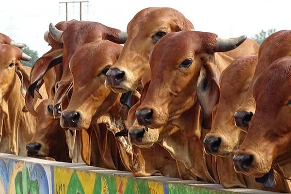 Assam Government Introduces Bill To Amend Cattle Preservation Act