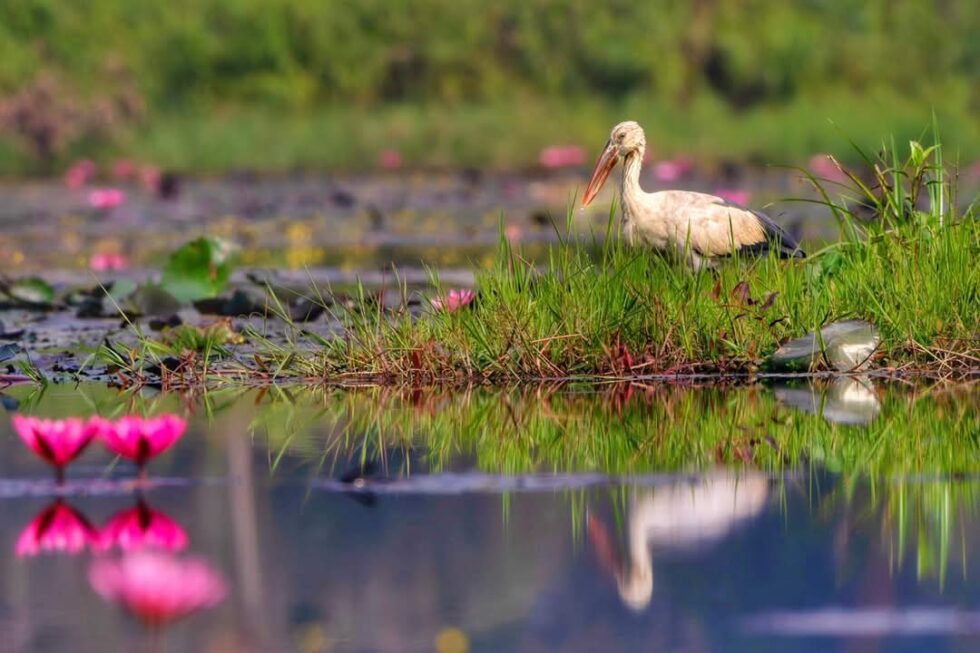 Asian Openbill Stork Spotted At Assam’s Chandubi Lake