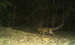 Assam: Rare Marbled Cat Sighting Captured In Dehing Patkai National Park