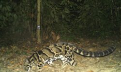 Assam: Rare Clouded Leopard Captured On Camera In Dehing Patkai National Park