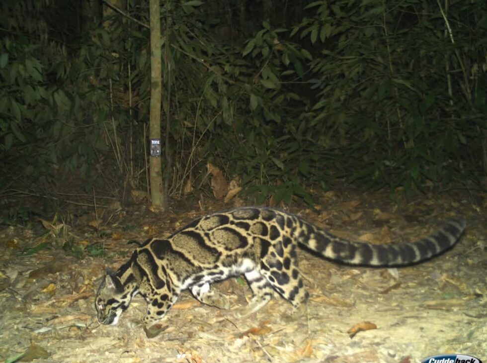 Assam: Rare Clouded Leopard Captured On Camera In Dehing Patkai National Park