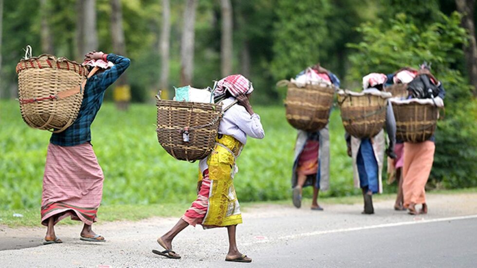 Send officers who can communicate: Assam small tea growers to Tea Board