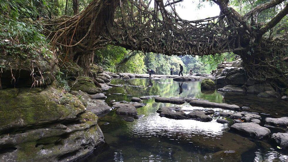 Yoga event held at Meghalaya’s living root bridge