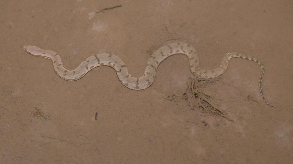 Northeast records first dog-faced snake