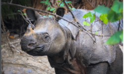 The rarest rhinoceros in the world has a new name