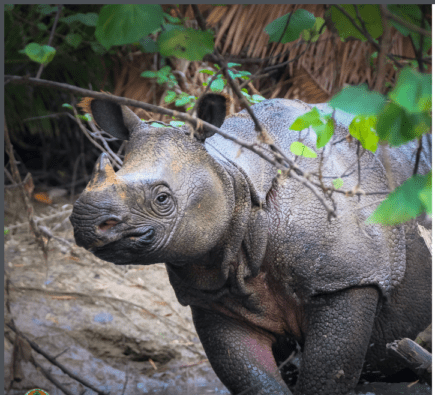 The rarest rhinoceros in the world has a new name