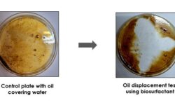 Assam’s Panitenga can fight infection, clean oil spills: Researchers