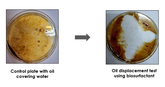 Assam’s Panitenga can fight infection, clean oil spills: Researchers