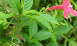 Study flags threat to native biodiversity from Brazilian beauty