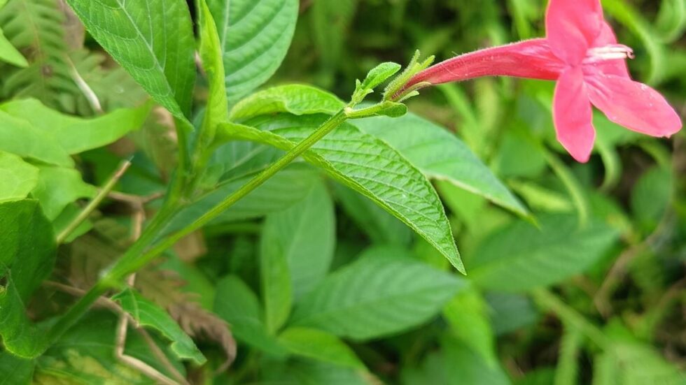 Study flags threat to native biodiversity from Brazilian beauty