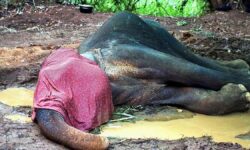 Three elephants found dead in Assam’s Manas National Park
