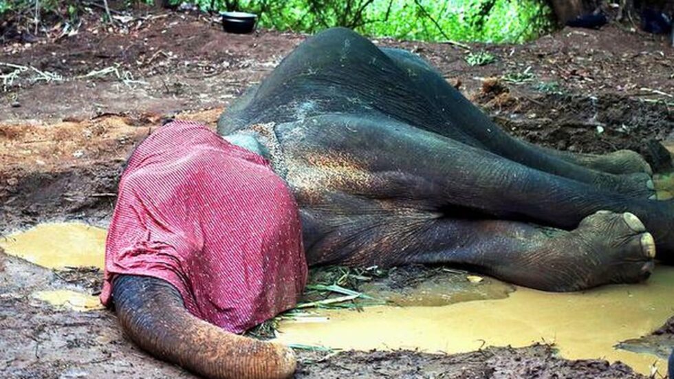 Three elephants found dead in Assam’s Manas National Park