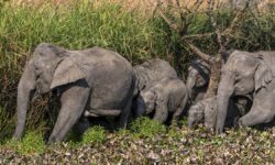 Elephant killers will be punished, says Assam tribal council chief