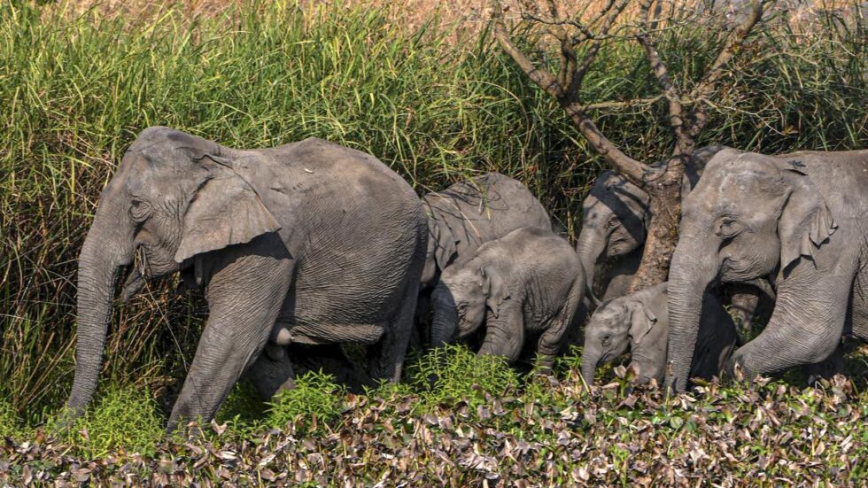 Elephant killers will be punished, says Assam tribal council chief